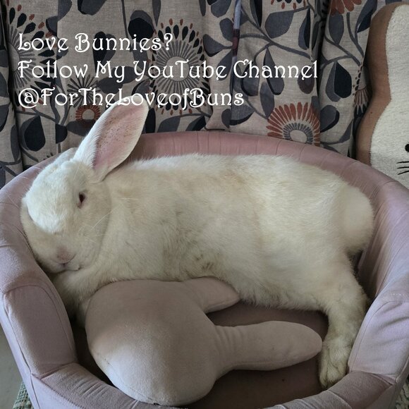 Love Bunnies? Follow My YouTube Channel @ForTheLoveofBuns - Picture 1 of 6